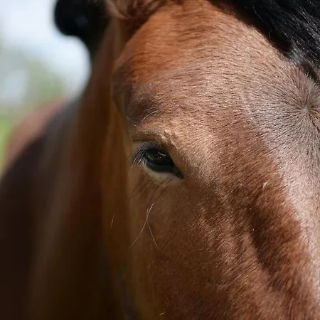 Ranczo W Dolinie אורחן דוברה מיאסטו