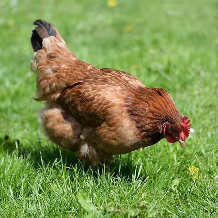 Ranczo W Dolinie Inn *