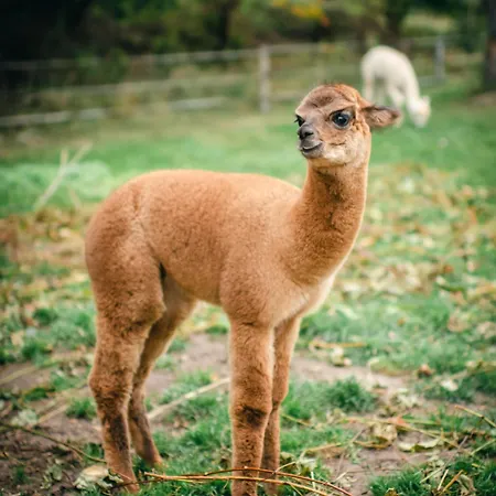 Ranczo W Dolinie Inn