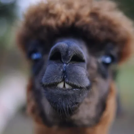 אורחן Ranczo W Dolinie