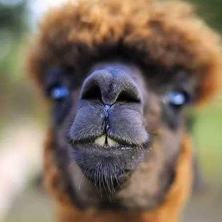 Ranczo W Dolinie ドブレ・ミアスト