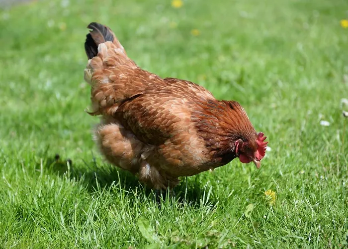 Ranczo W Dolinie Inn *