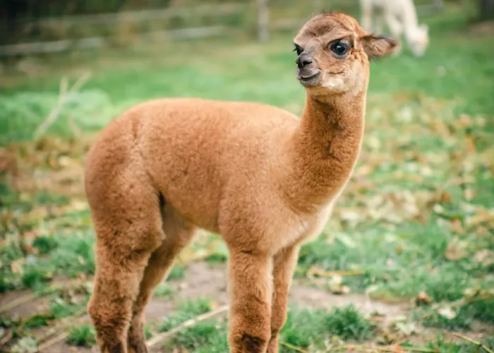 Ranczo W Dolinie Inn